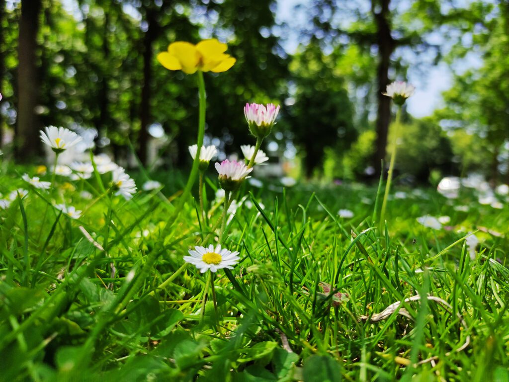 Ecologie | Biodiversiteit | Junior Ecoloog | Groen | Flora en Fauna |