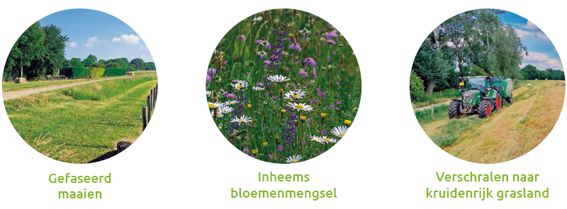 ecologie | biodiversiteit | ontzorgen | kennispartner | gefaseerd maaien | inheems bloemenmengsel | verschralen naar kruidenrijk grasland | oplossingen | groen